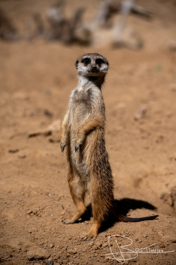 Portretfoto van een dier