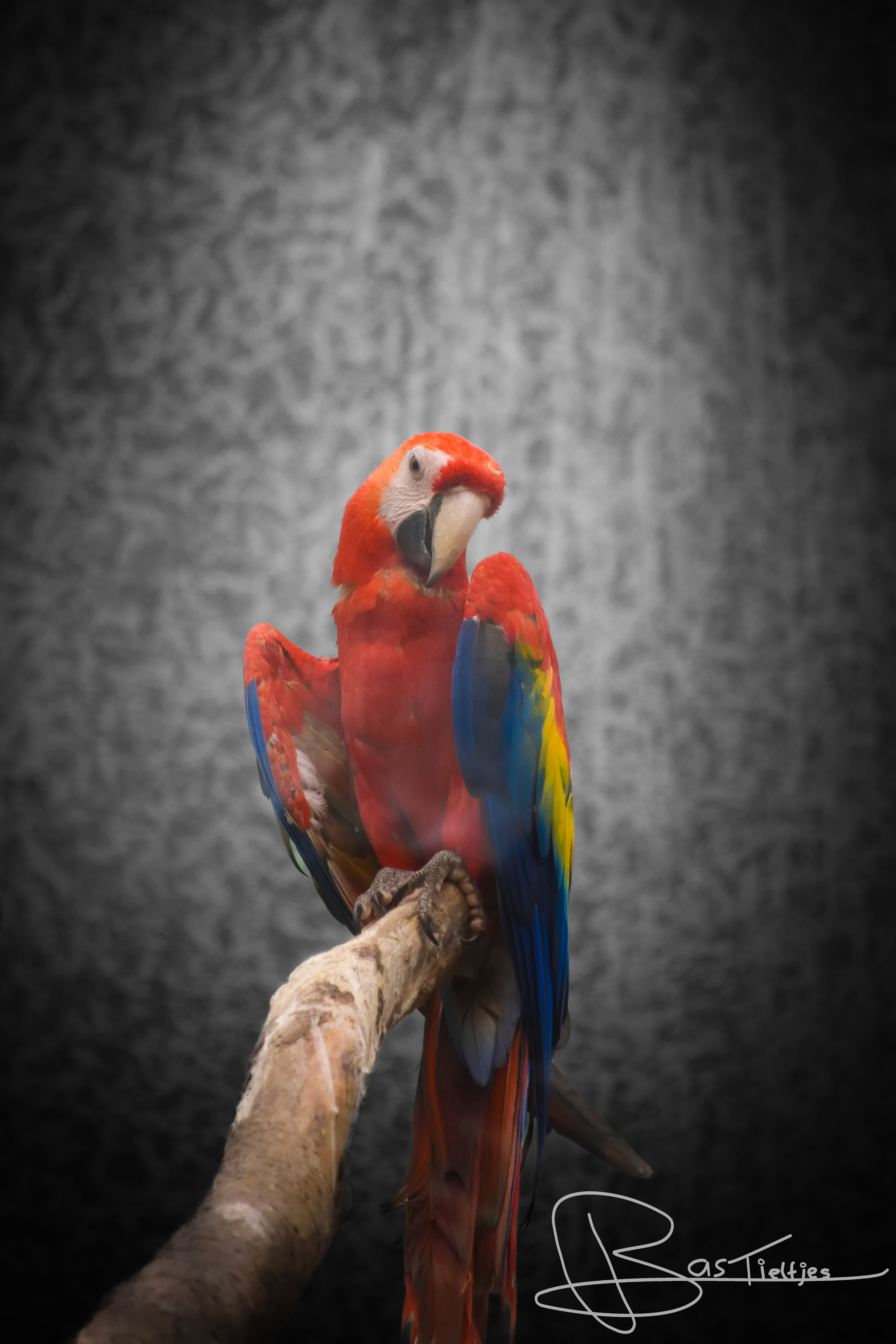 Portretfoto van Bas Tieltjes