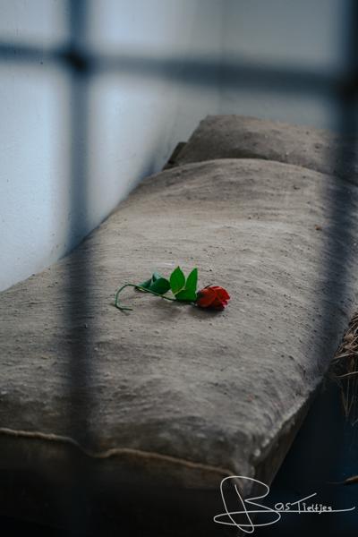 Een roos op een bed van een concentratiekamp