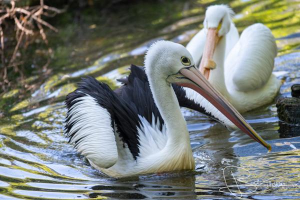Foto van een pelikaan