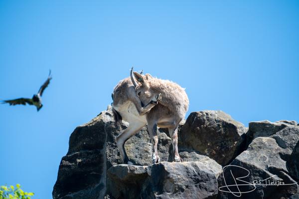 Foto van een berggeit