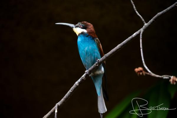 Foto van een bijeneter