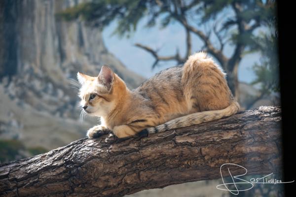 Foto van een woestijn kat