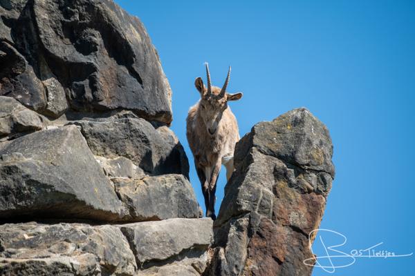 Foto van een berggeit