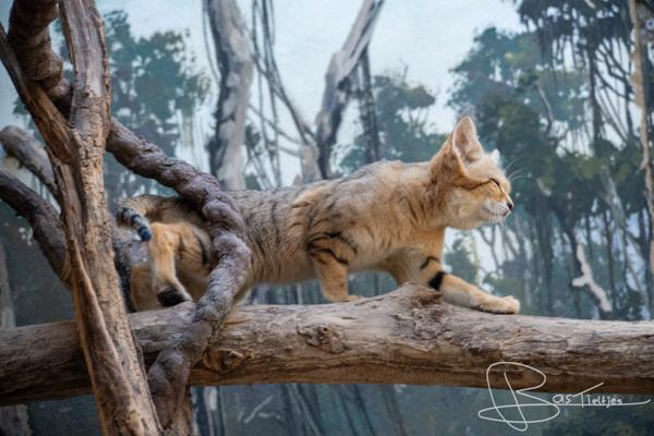 Foto van een woestijn kat