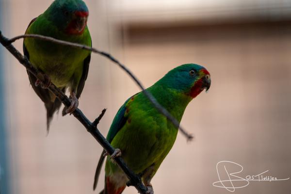 Foto van 2 parkieten