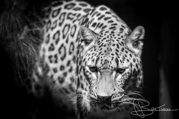 Foto van een eekhoorn