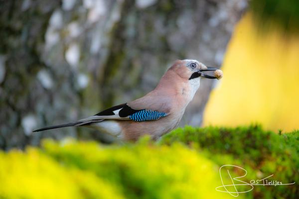 Foto van een Vlaamse gaai