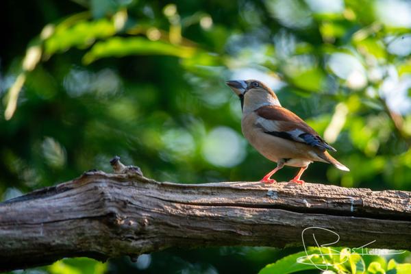Foto van een appelvink