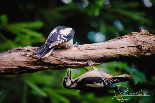 Foto van 2 spechten op een boom
