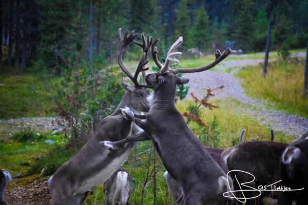Foto van vechtende rendieren