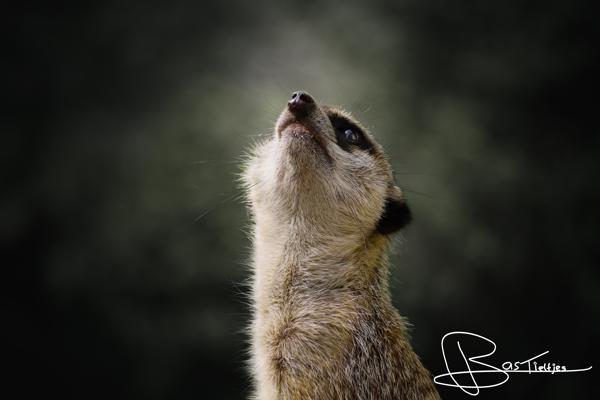 Foto van een stokstaartje