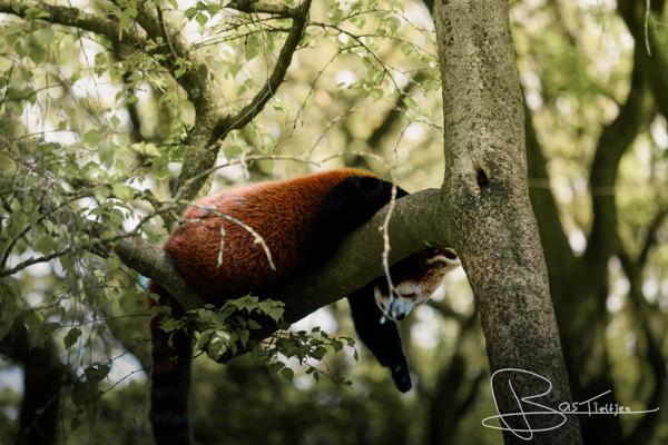 Foto van een rode panda