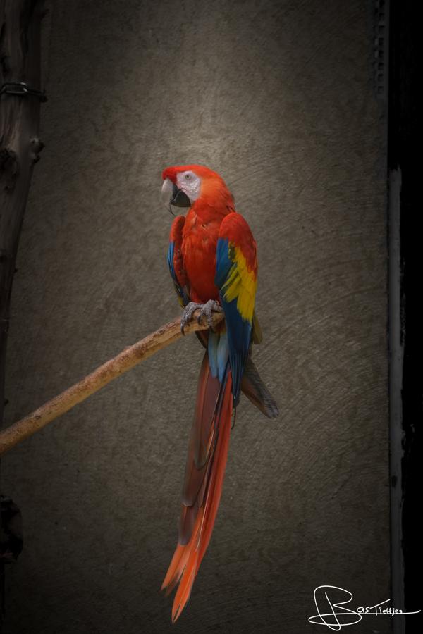 Foto van een ara