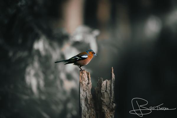 Foto van een roodborstje