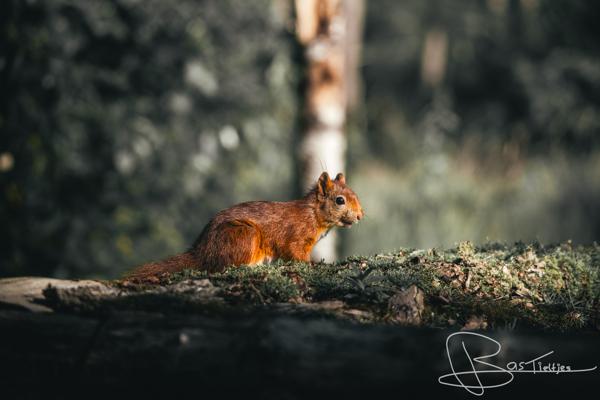 Foto van een eekhoorn